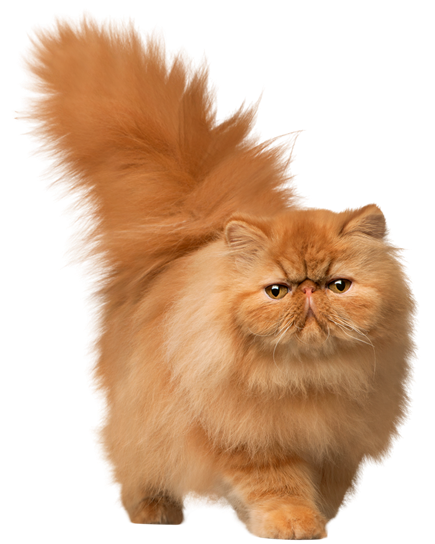 A picture containing mammal, cat, domestic cat, small to medium-sized cats

Description automatically generated